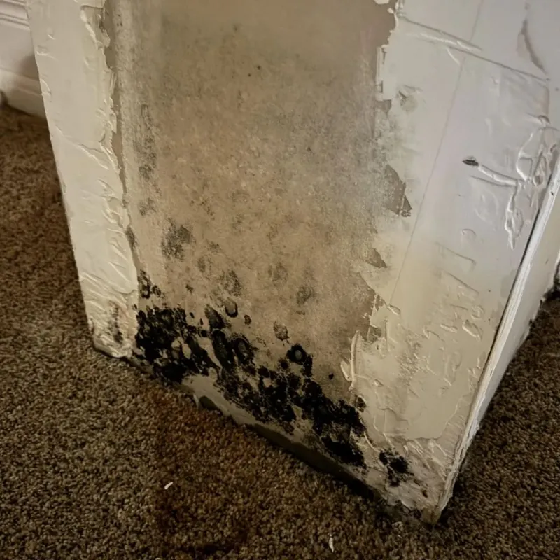Professional Mold Removal in West Baton Rouge Parish, LA